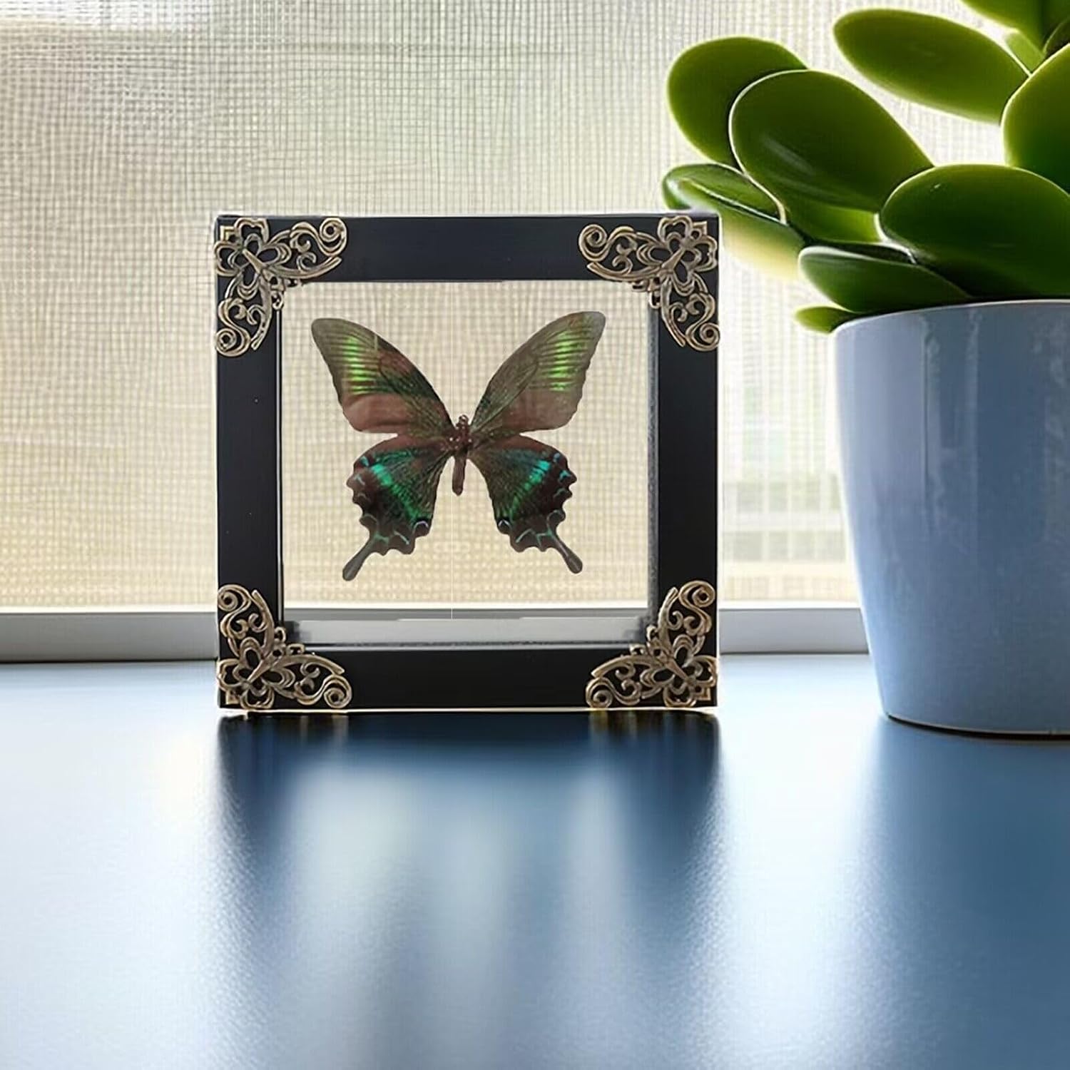 Transparent Specimen Display Frame for Butterflies & Insects