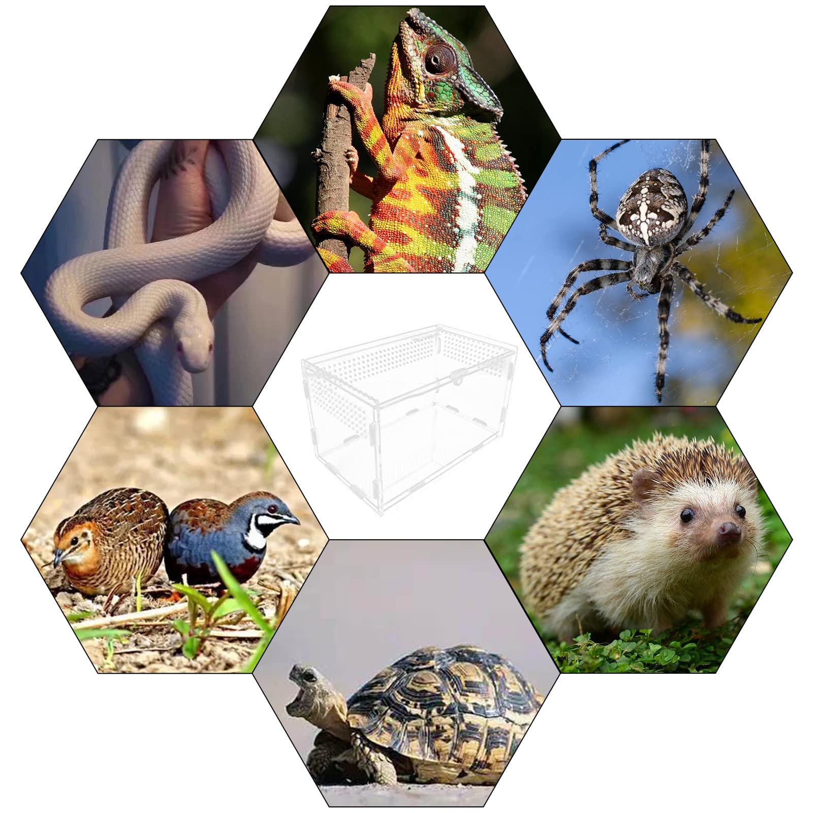 Nizirioo Acrylique Boîte D'alimentation D'insectes: 20cmx12cm x 12cm Boîte D'élevage De Reptiles, 360 ° Transparent Boite Portable Terrarium Insecte, Terrarium Phasme pour Animaux de Compagnie Rampant