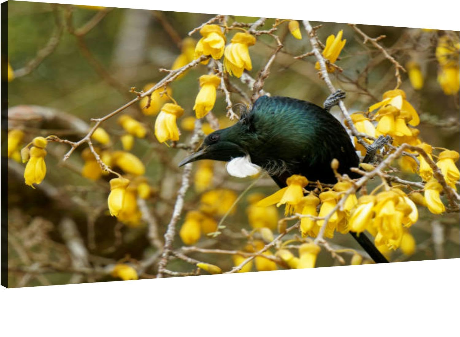 Canvas Wall Art For Living Room Bedroom New Zealand Tui