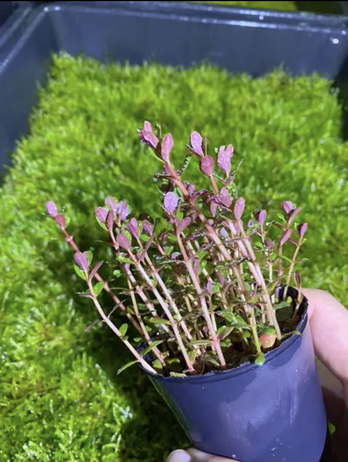 かわはら水草 71wjUlftJPL._UF1000,1000_QL80_.jpg