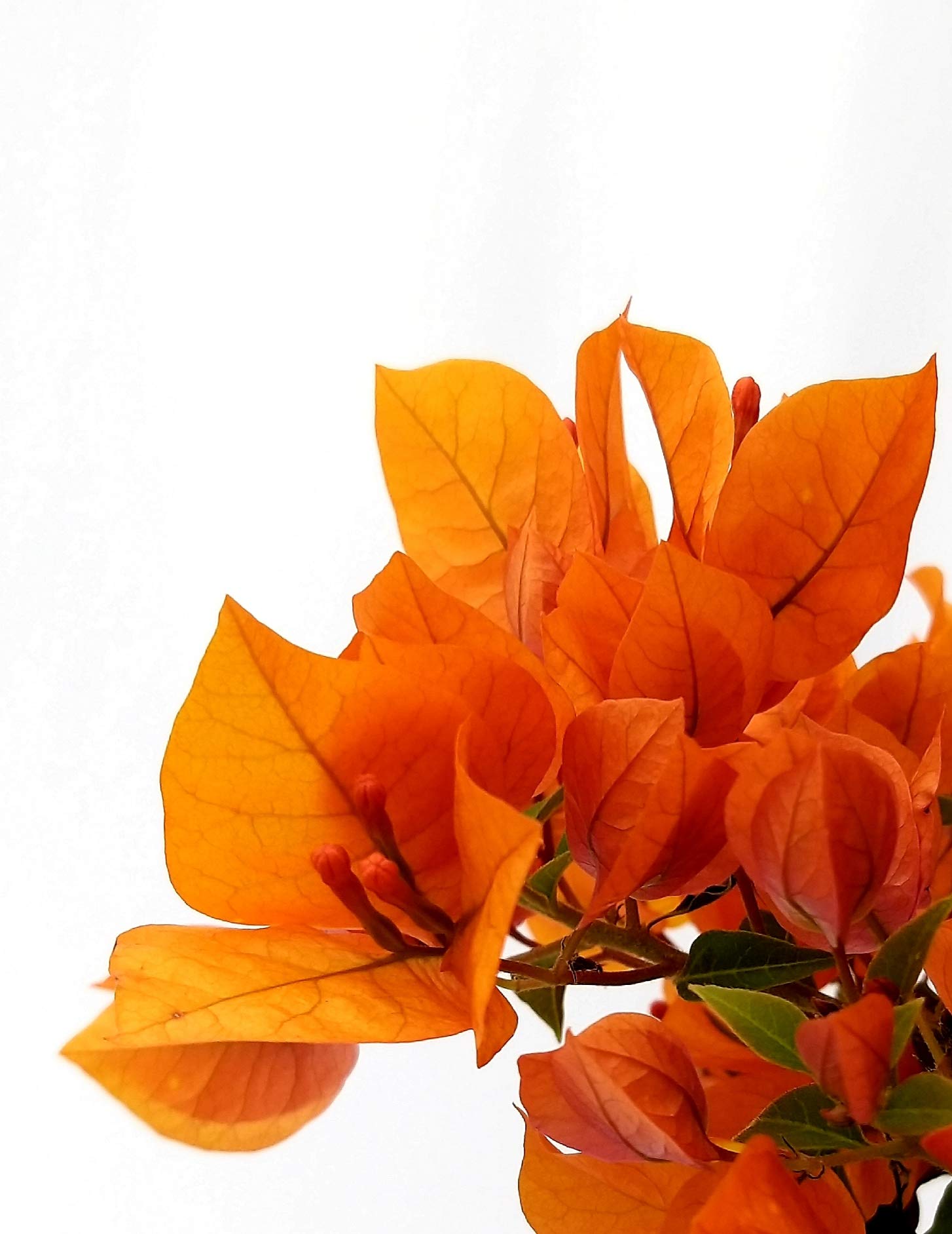 POWERS TO FLOWERS - BOUGAINVILLEA, BUGANVILLEA, ARANCIONE, vaso 17 cm diametro, altezza 70cm, pianta vera