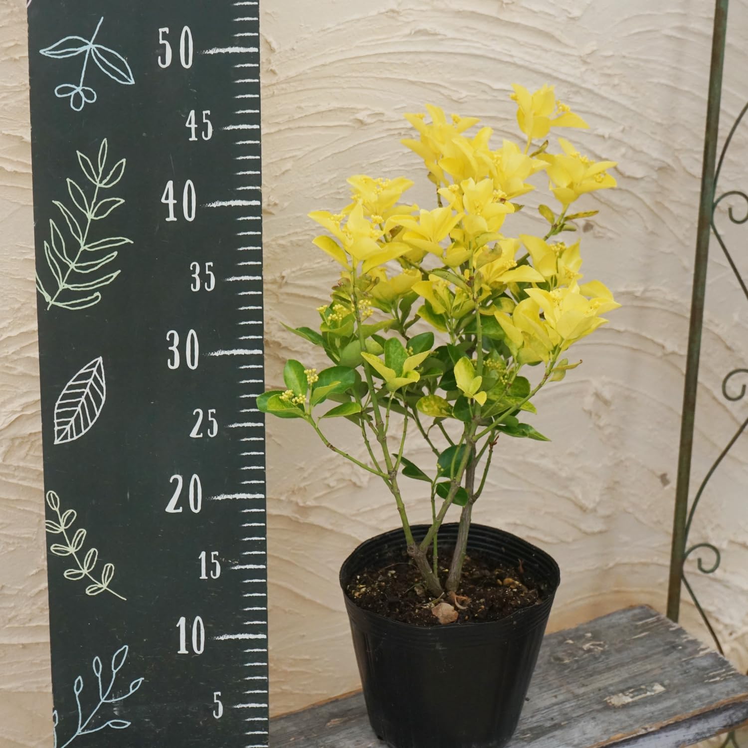 Amazon | 黄金マサキ 苗木 5号 1鉢 常緑低木 オウゴンマサキ 庭木