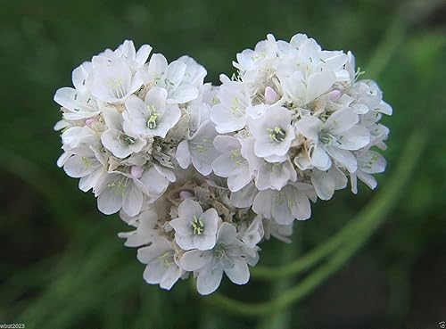 Alba - Thrift de flores blancas - Bueno para flores cortadas, perennes (50 semillas)
