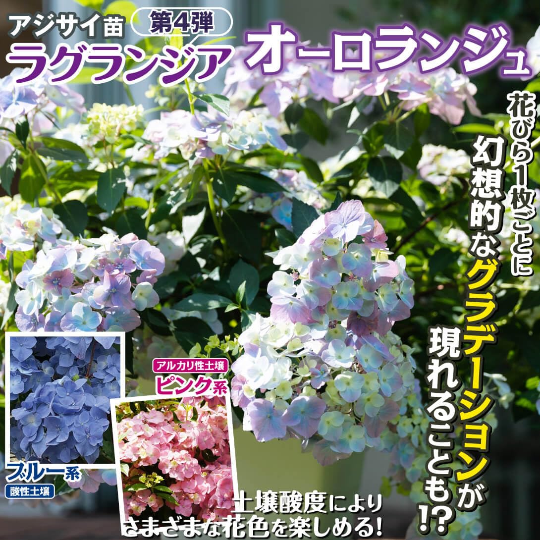 Amazon.co.jp: アジサイ 苗 苗木 ラグランジアR オーロランジュ