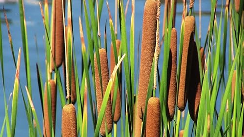 Semillas de espadaña para plantar - 600 semillas