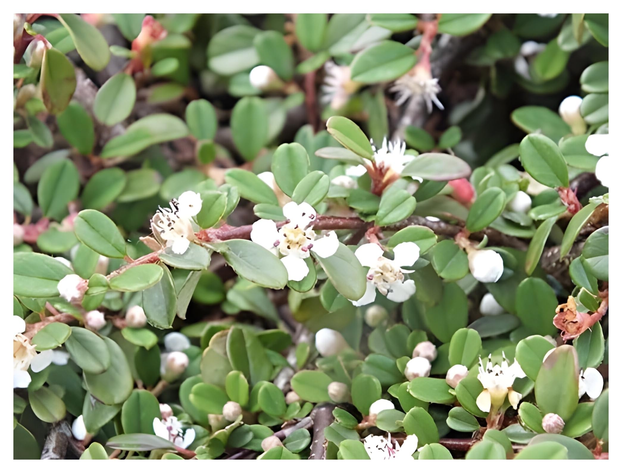 Stauden Gänge 50 x Cotoneaster dammeri 'Queen of Carpets' winterhart | Immergrüner Bodendecker für Sonne bis Halbschatten, Blüte Mai bis Juni, mehrjährig, 9x9 cm Topf