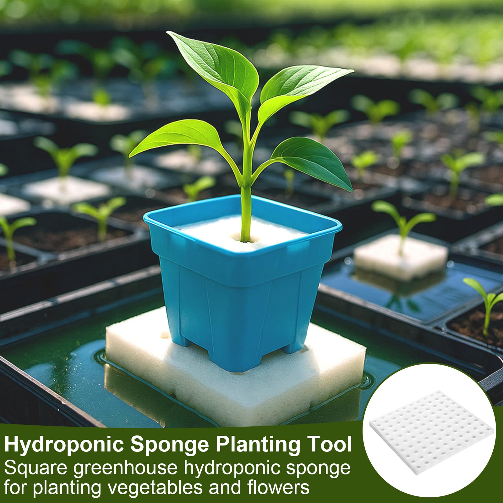 200 Piezas Esponja Hidropónica 25 * 25 * 25mm, Esponjas Plántulas Invernadero Plantar Herramientas de Jardinería Esponjas Cuadradas para Esquejes Agrícolas Siembra y Trasplante de Hortalizas(Blanco)