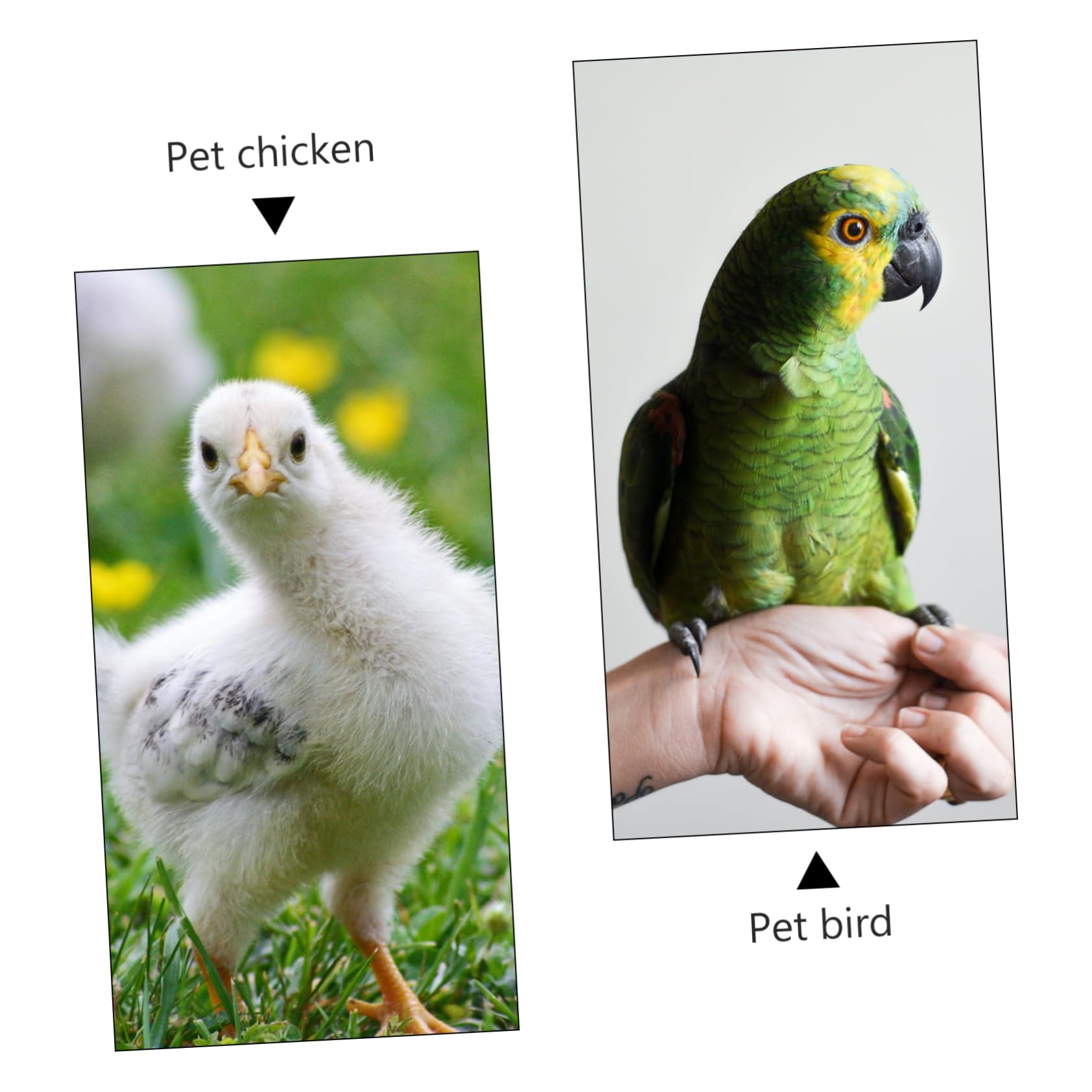 Happyyami 1stücke Holz Papageienschaukel Vogelspielzeug zum Aufhängen für Kleine Vögel Papageien-hängespielzeug Papageienständer Vogelständer Hängende Papageienspielzeuge