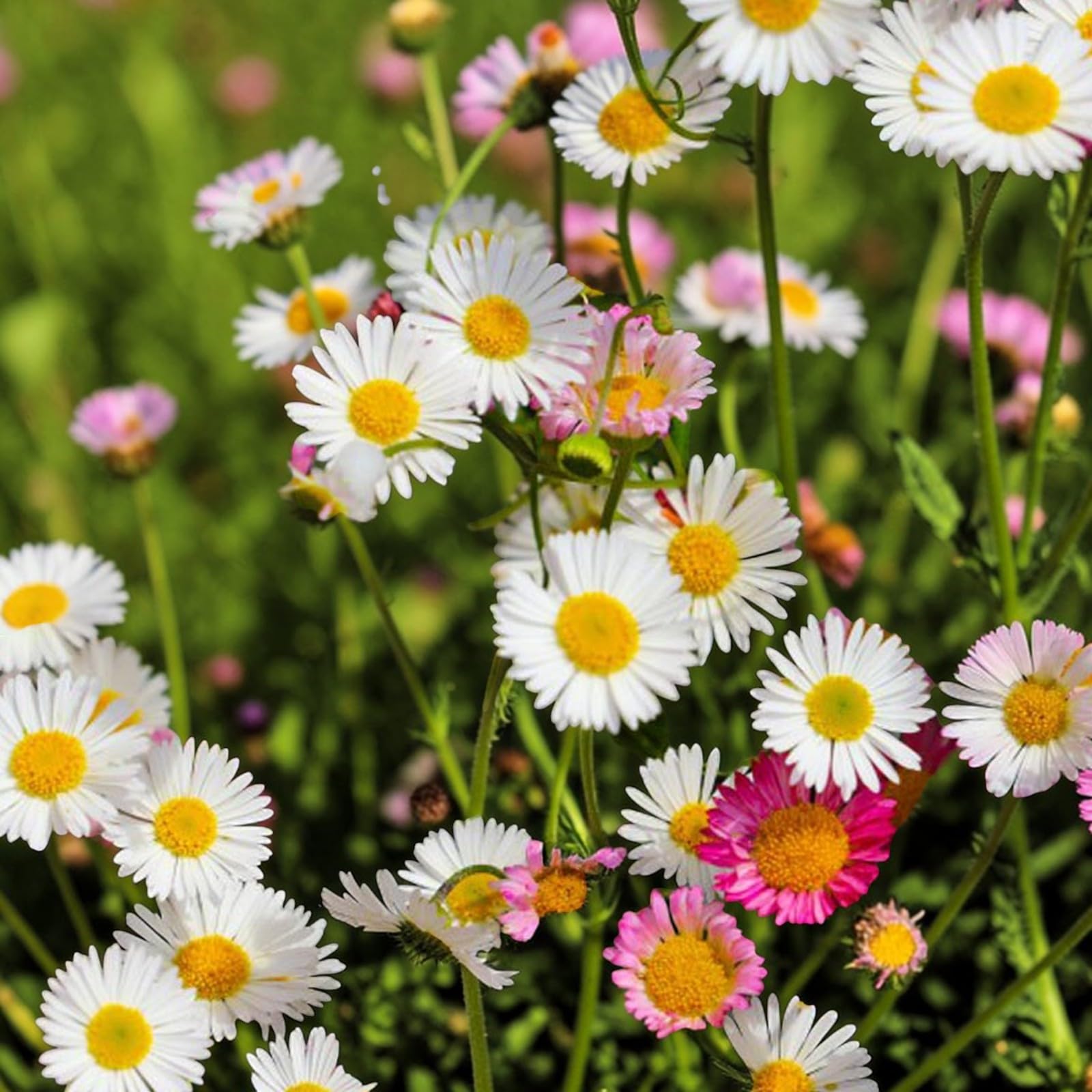 Carbeth Plants Erigeron Sea of Blossom 6 x 9cm Pots