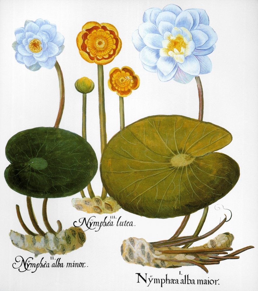 Amazon.com: Water Lily 1613 Nleft And Right European White Water Lily  (Nymphaea Alba) Center Yellow Pond Lily (Nuphar Lutea) Engraving For  Basilius BeslerS Florilegium Nuremberg 1613 Poster Print by (24 x 36):