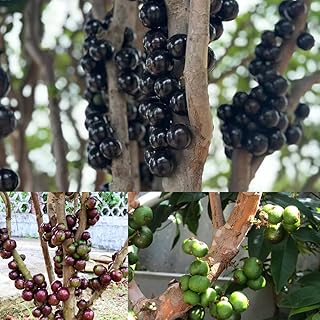 semillas de la planta de jabuticaba, semillas de árboles, plantas para lugares soleados semillas de jabuticaba cultivo de plantas semillas orgánicas árboles de jardín resistentes 70pcs