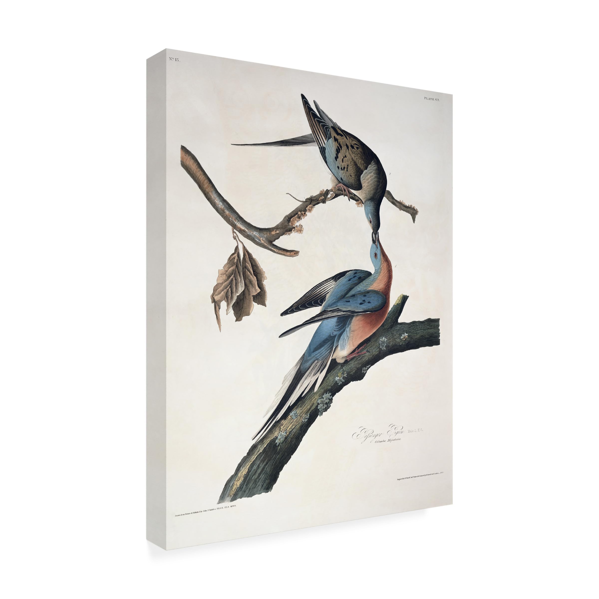 Trademark Fine Art Passenger Pigeon Artwork by John James Audubon 35 by 47-Inch