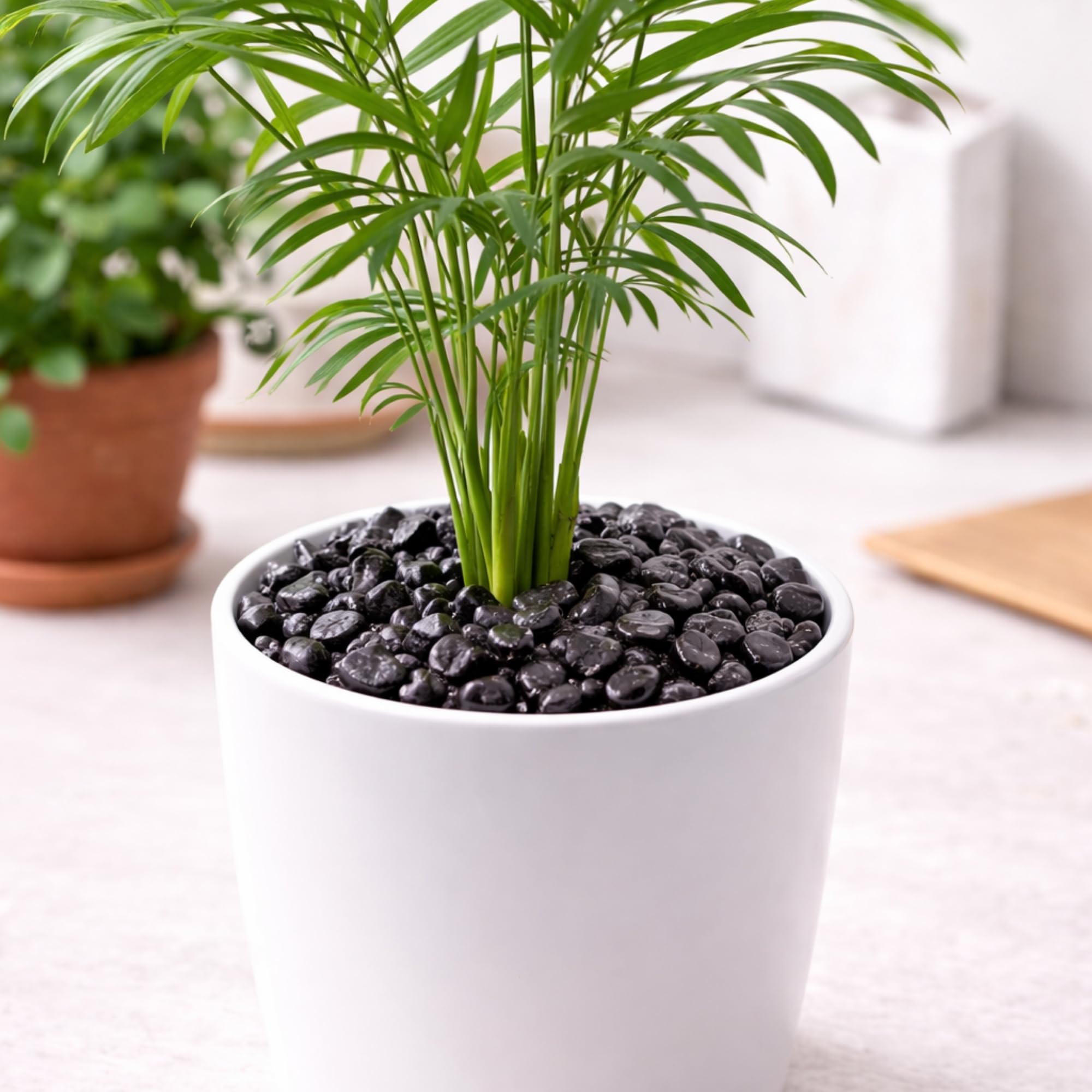 Clorophilla Ghiaia Nera Decorativa 7–12 mm Pre-Lavata, Sassolini in Pietra Naturale per Vasi, Piante, Terrari e Giardino, Ideale per Drenaggio e Copertura Decorativa (NERO 1,8 KG)