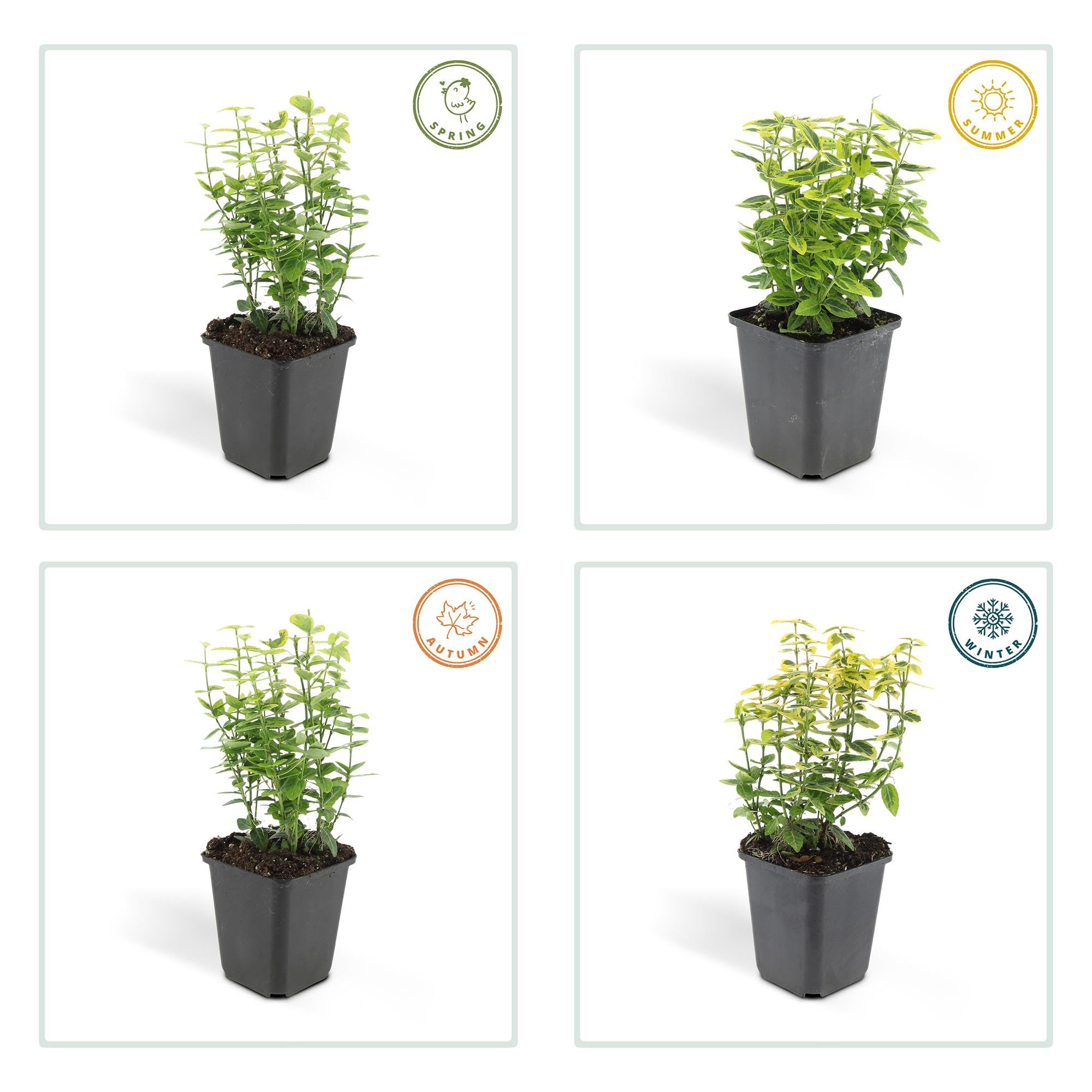 Euonymus Fortunei con Foglie Variegate, Siepi, Giallo Verde, Set 24 Pz