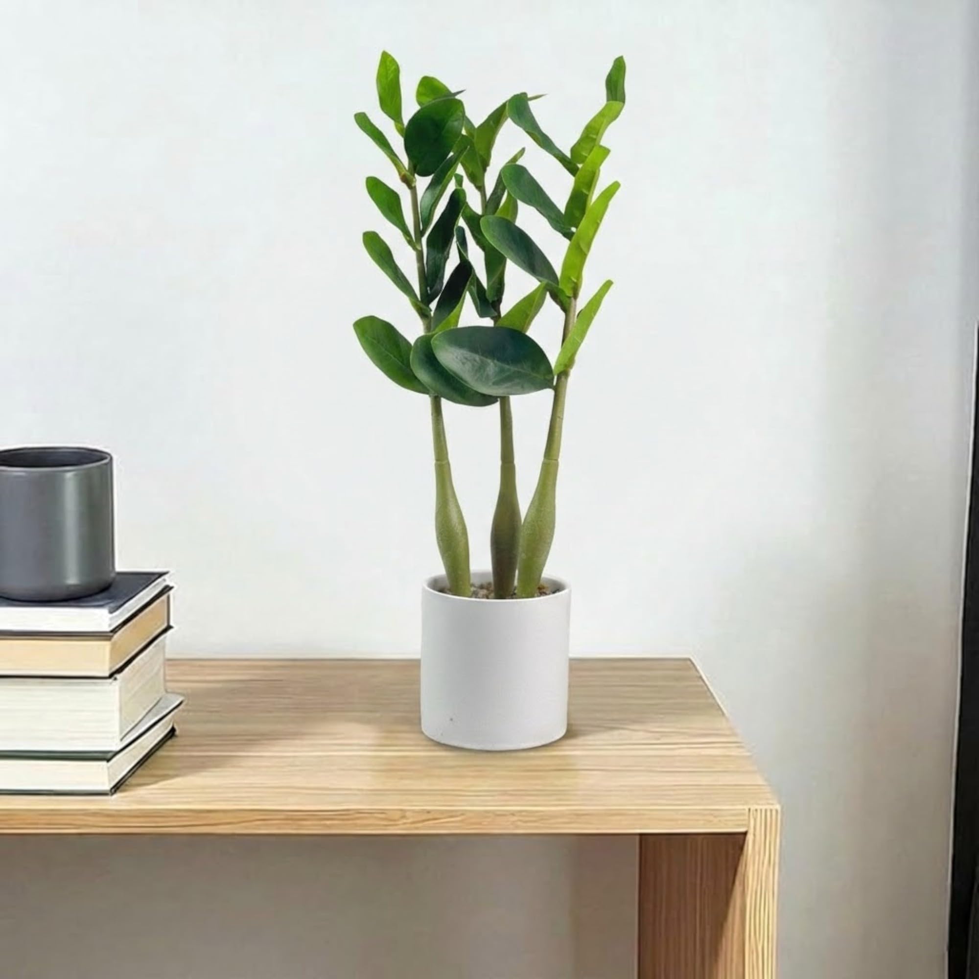 Artificial ZZ Plant in White Pot for Home & Office Tabletop Decor | Realistic Zamioculcas Faux Plant | Low Maintenance Indoor Greenery | Long-Lasting All-Season Decoration