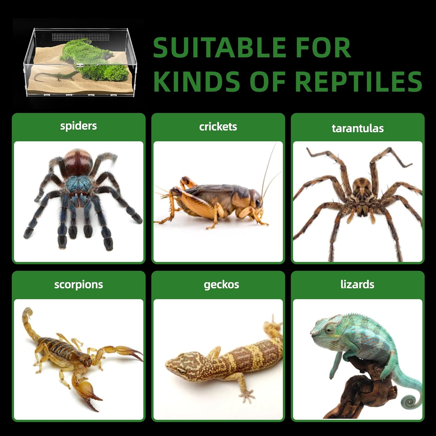 Micro Habitat Terrarium Enclosure, 6x11x16 inch Jumping Spider Enclosure with Locking Latch for Small Tree Dwelling Reptiles,Tarantula, Amphibians, Spiders,Invertebrates