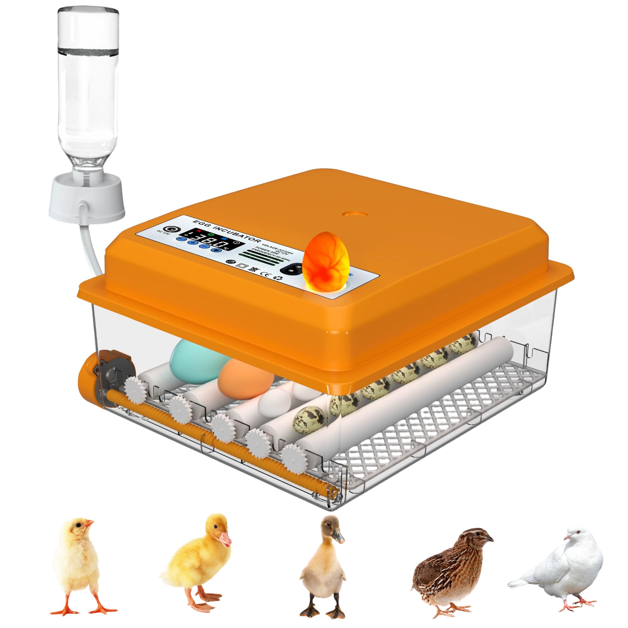 Incubadora de Huevos Automática 12-16 Huevos, Couveuse con Control de Temperatura, Rodillos Ajustables, Llenado de Agua Automático y Ovoscopio Integrado, Naranja