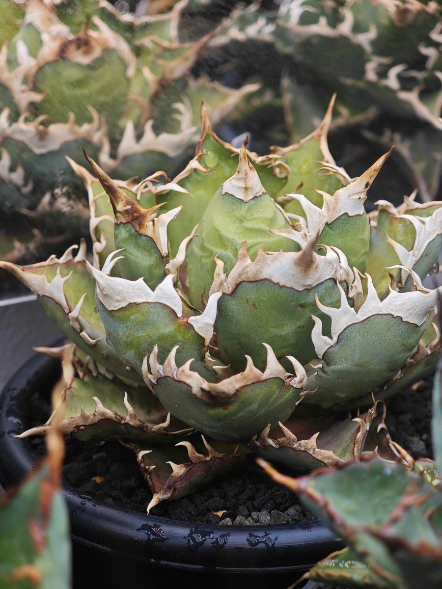 アガベ チタノタ 'レッドキャットウィーズル' agave titanota