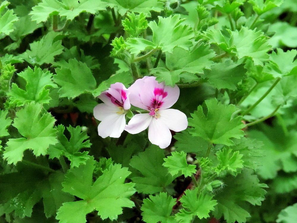 Lemon Scented Leaf Geranium Repels Mosquitoes Inside
