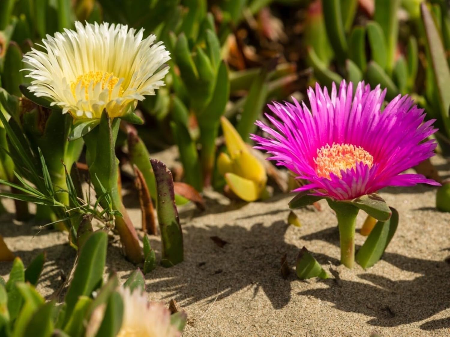 Live Carpobrotus Edulis Hottentot-Fig Plant Dry-Tolerate Climbing Plant with Pink or Yellow Flowers Fully Rooted 6-10" Long Ready to Repotting Extending and self-propogation