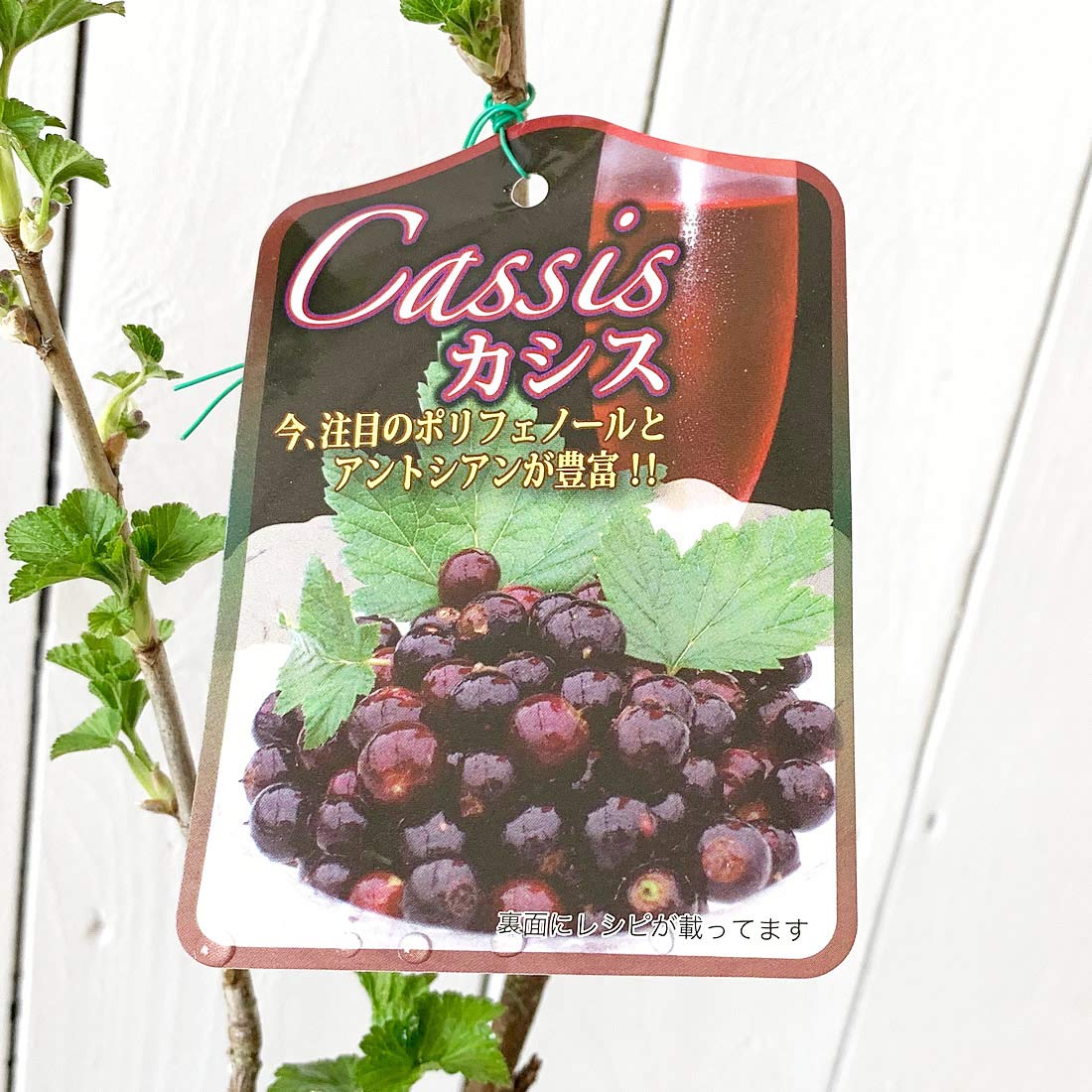 Amazon.co.jp: ブラックカーラント 苗木 12cmポット苗 クロフサスグリ