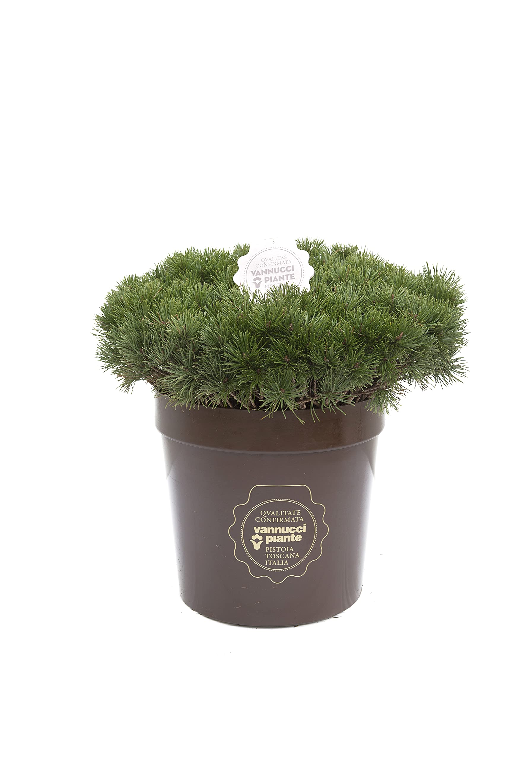 Pinus Mugo Mughus (Pino Mugo) In Vaso 18cm, Pianta Sempreverde Da Esterno, Foto Reali