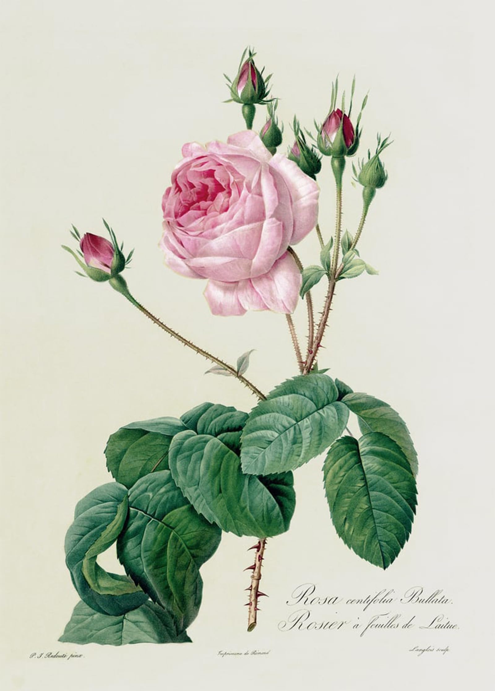 POSTERIIk Vintage Art Print Images Pictures Print Rosa Centifolia Bullata by Pierre Redouté Modern Colour Posters for Office Home Decor 60x90cm