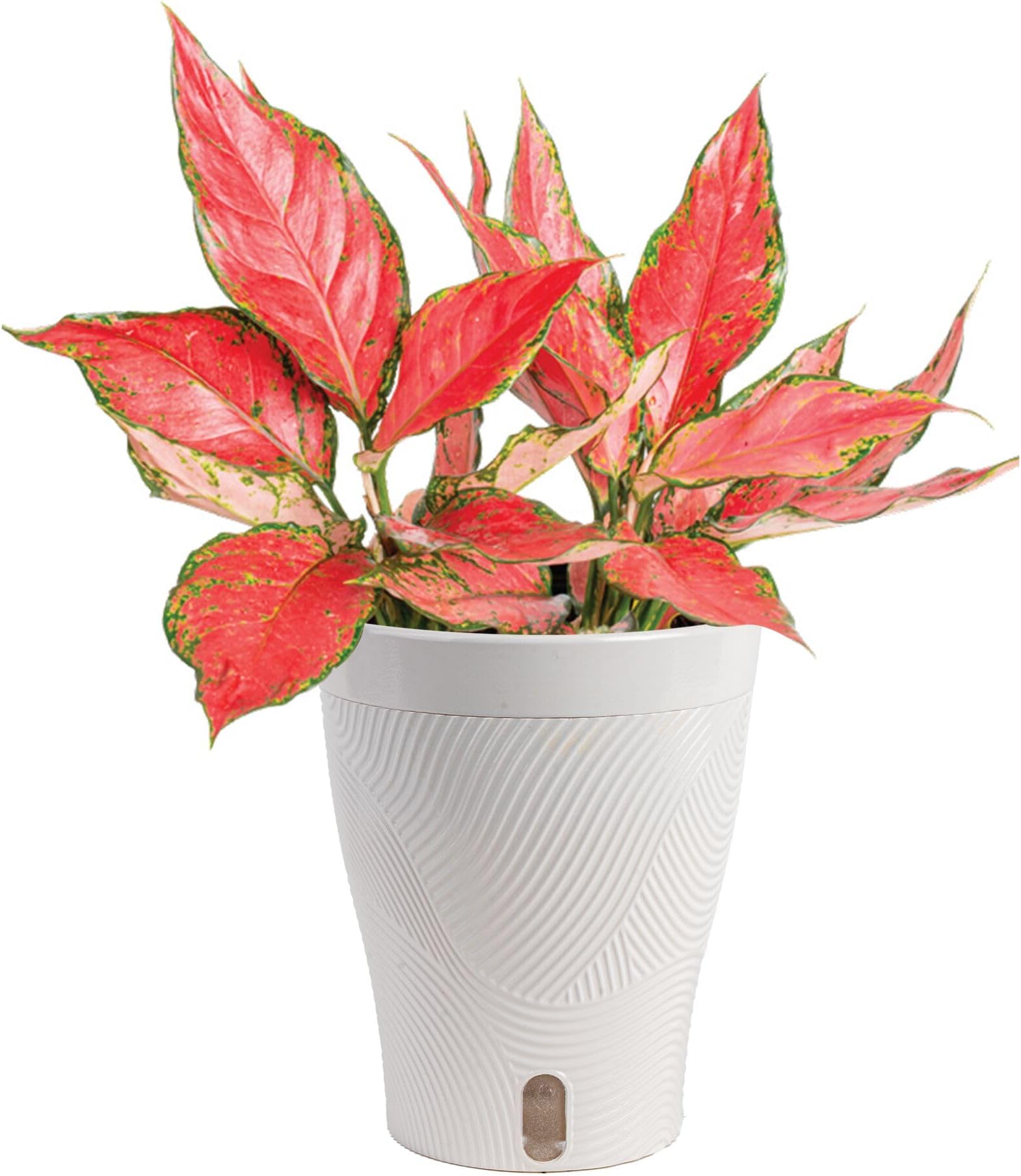 Costa Farms Trending Tropicals Aglaonema Live Indoor Plant, Self Watering Dรฉcor Plant Pot, 1 Foot Tall