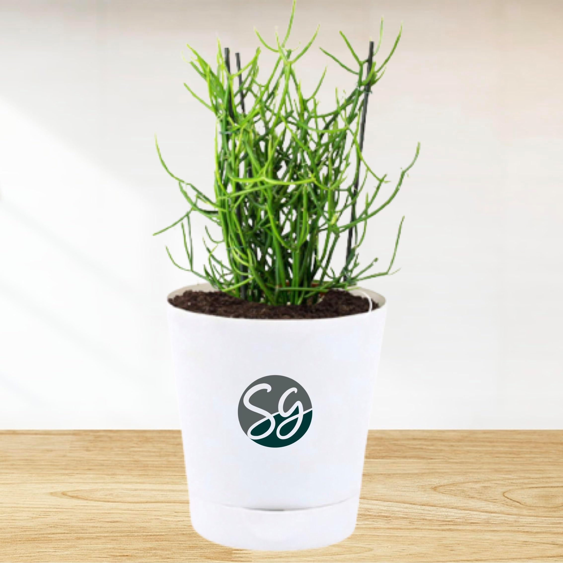 Sansar Green Cacti Zone ~ Pencil Cactus/Euphorbia tirucalli Cactus with pot