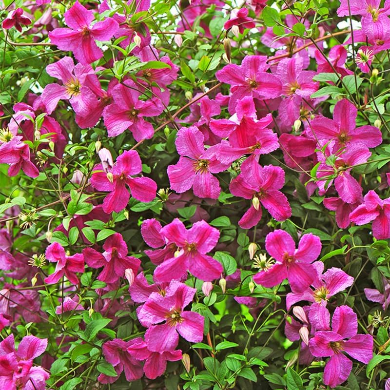 Clematis Vine Plants Live in Pot, 8 Months Old Seedlings Climbing Flowering, Outdoor Trellis Fences, Cold Hardy (Pink Clematis)