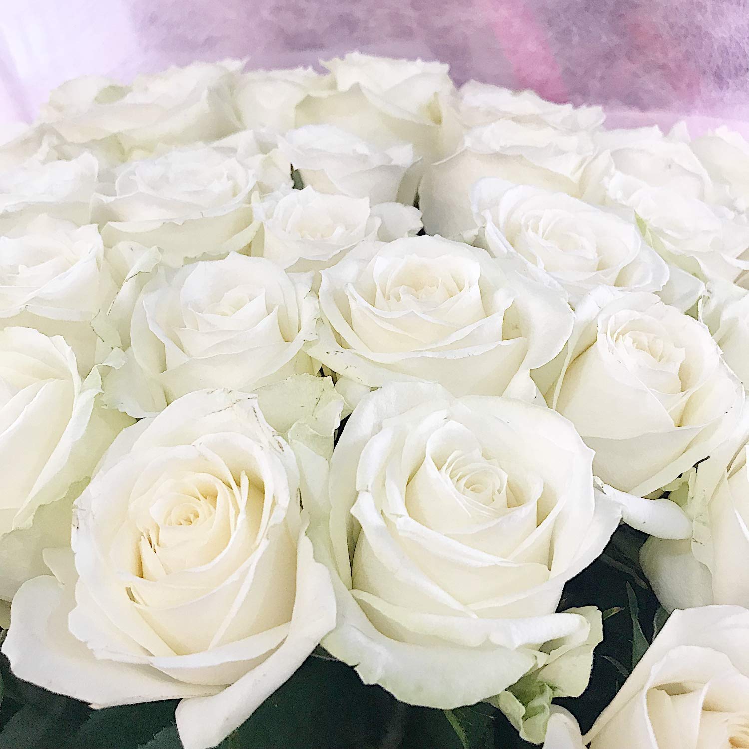 3155 白バラ Amazon｜BisesFlower(ビズフラワー)【クール便出荷】国産 白バラ