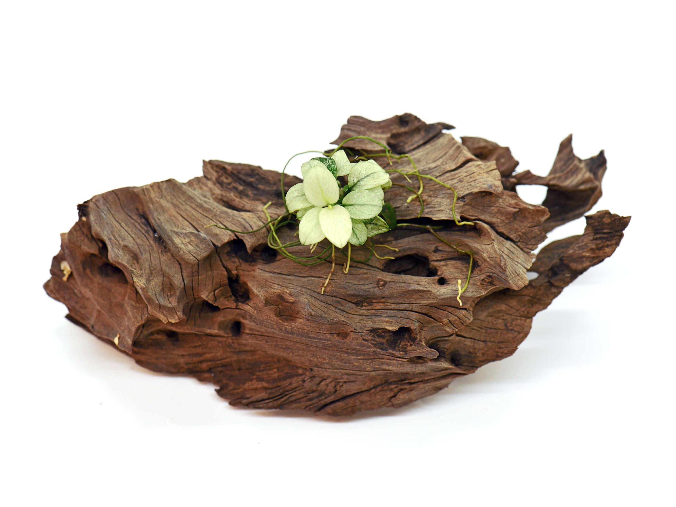 Anubias Nana Petite White Live Aquarium Plant - Vibrant Clump & Loose Varieties - Perfect for Nano Tanks, Easy Maintenance, Freshwater Aqua scaping (1 Loose Plant)