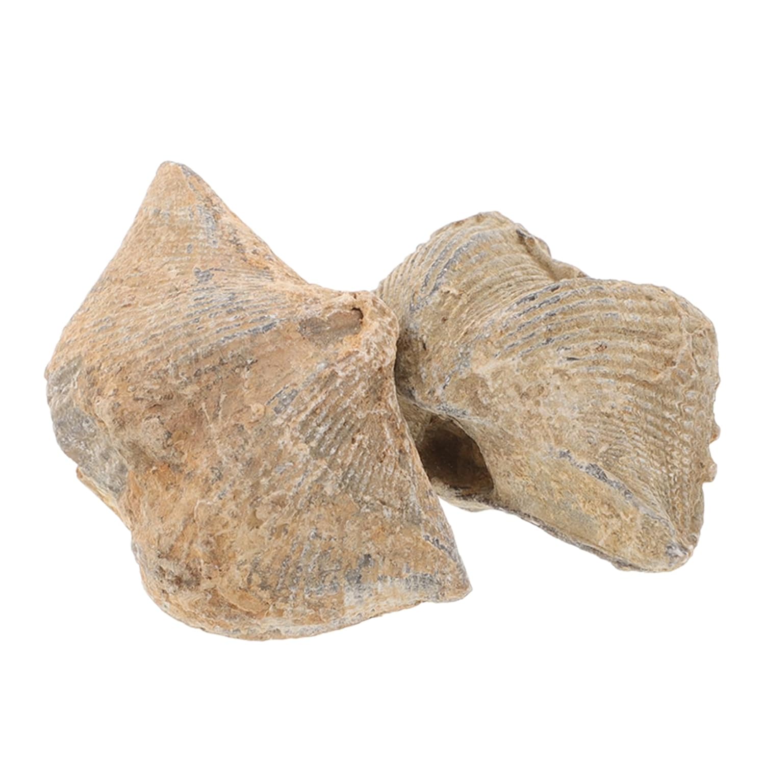 Natural Specimen Set, 2pcs Marine Teaching Decoration