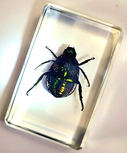 Miniatura 381 de Escarabajo de algodoncillo azul cobalto real de 1.732 in en espécimen de resina de lucita cristalina, insectos, insectos preservados, colección