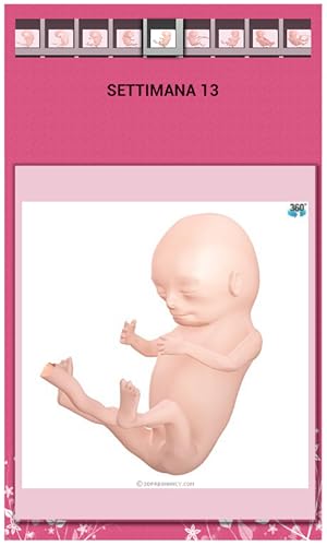 My Pregnancy