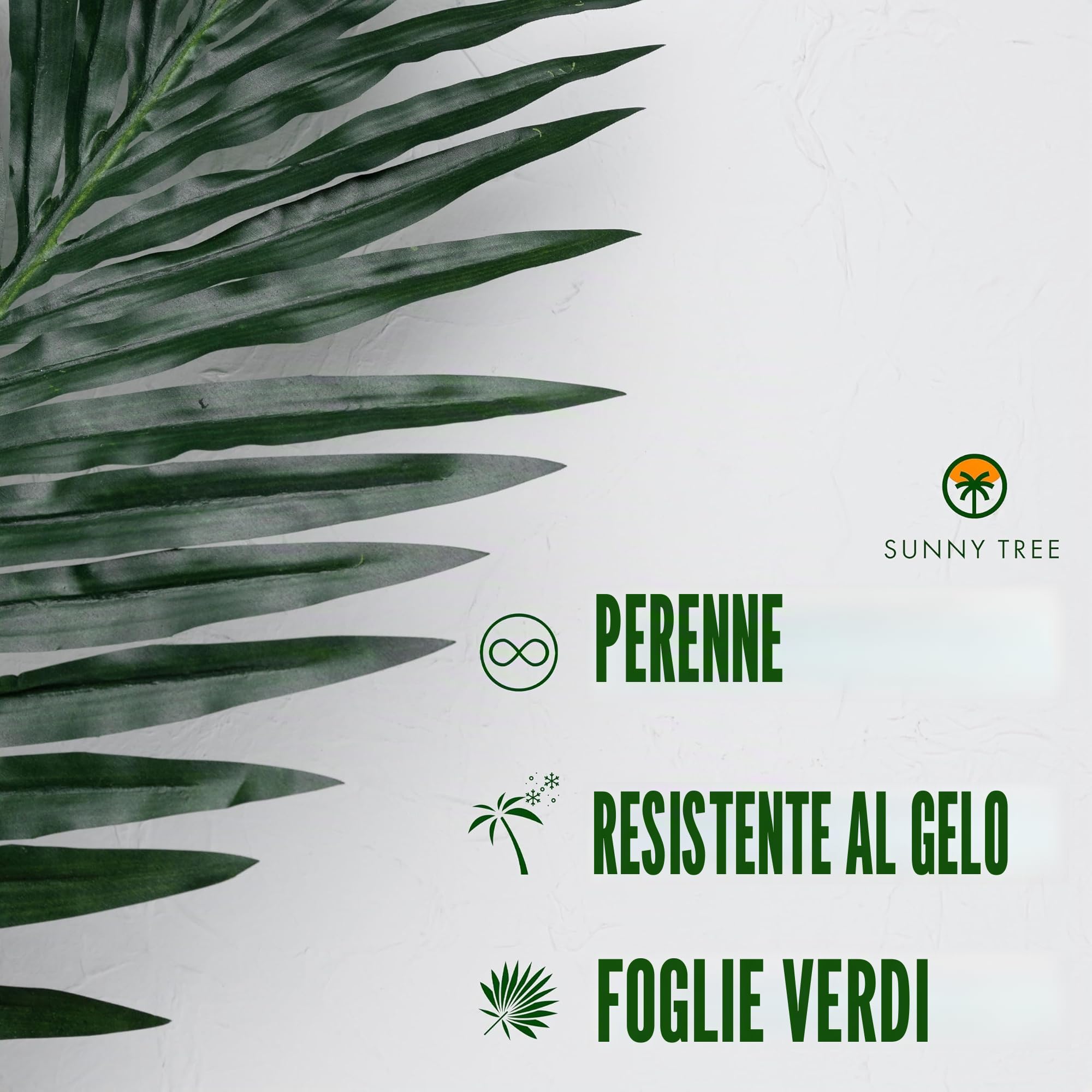 Chamaerops Humilis – Palma nana europea – Sempreverde palma resistente all'inverno – 80 cm di altezza con vaso
