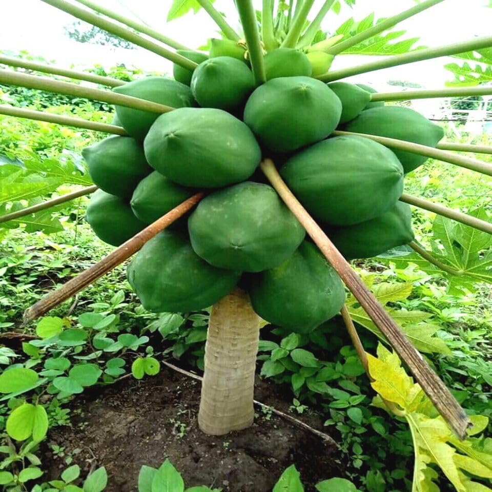 Miniatura 6 de 3 paquetes de semillas de árbol enano solo WAIMANALO (Carica Papaya) Papaya enana semillas de papaya enana enana enana semillas de papaya enana
