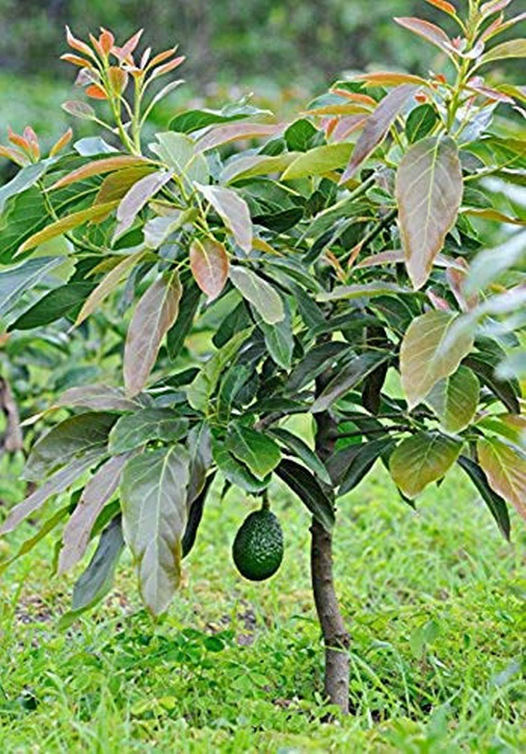 Cloud Farm Rare Dwarf Avocado Hass Persea Americana Butter Fresh Fruit 1 Healthy Live Plant Seedling CF_N_80 (B0CTMRR1SQ) Amazon Price History, Amazon Price Tracker