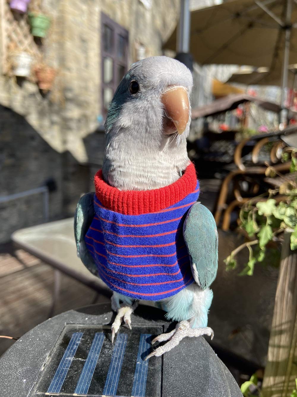 HEZHUO Bird Clothes? Parrot Bird Supplies, Light Flying Clothes, Warm and Comfortable, Tiger Skin, Green Cheek Parrot, Little Sun Parrot, Monk Parrot, Starling, mynah, Senegal Parrot, Mini Macaw (L)