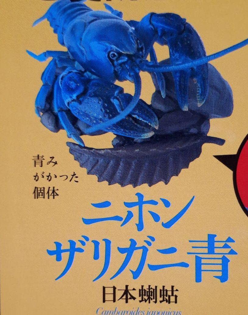 週刊　日本の天然記念物　全50種+ニホンザリガニ青　フィギュア　コンプリート ニホンザリガニ(青) 日本の天然記念物 - メルカリ