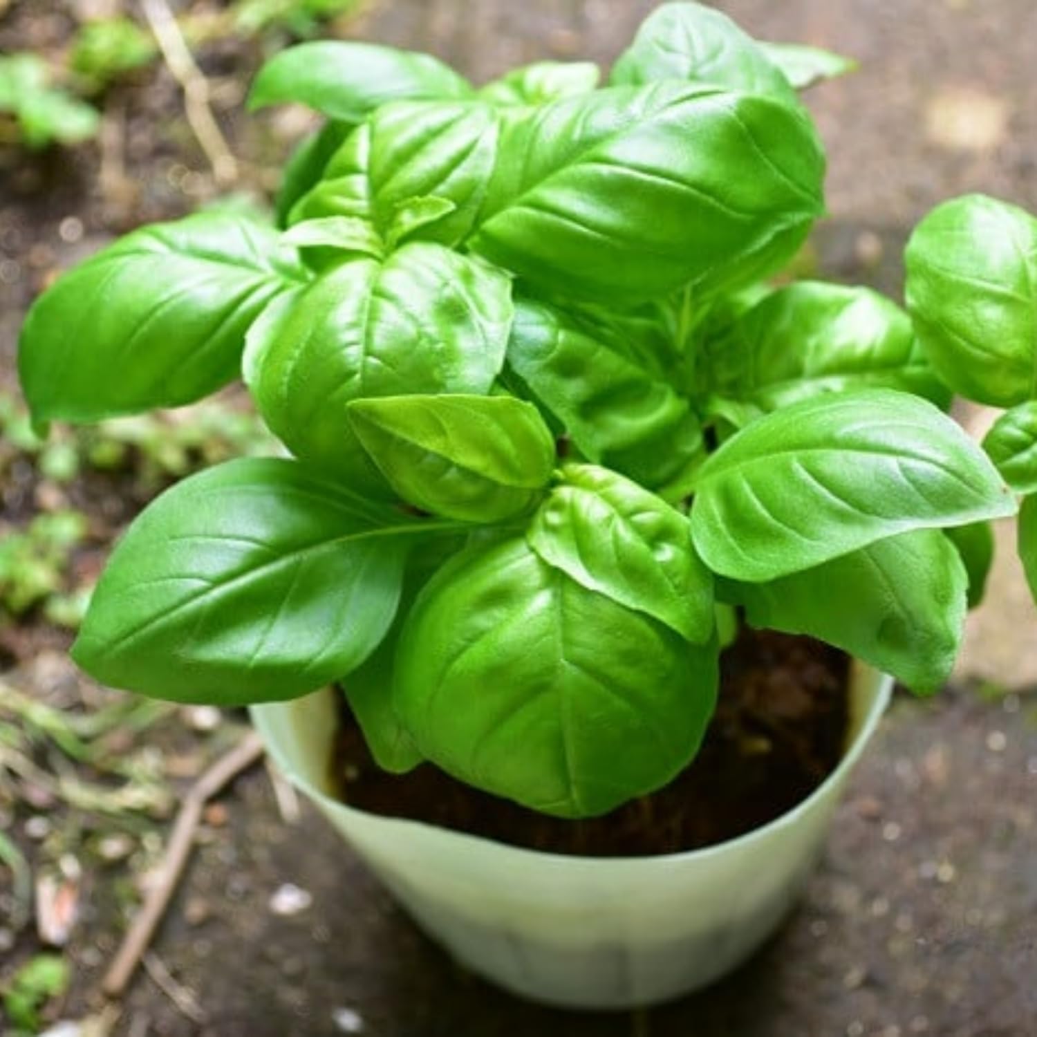 4 Live Basil Plants Sweet Basil Plants Live from 4 to 6 Inc Tall, Basil Plant Live Pot