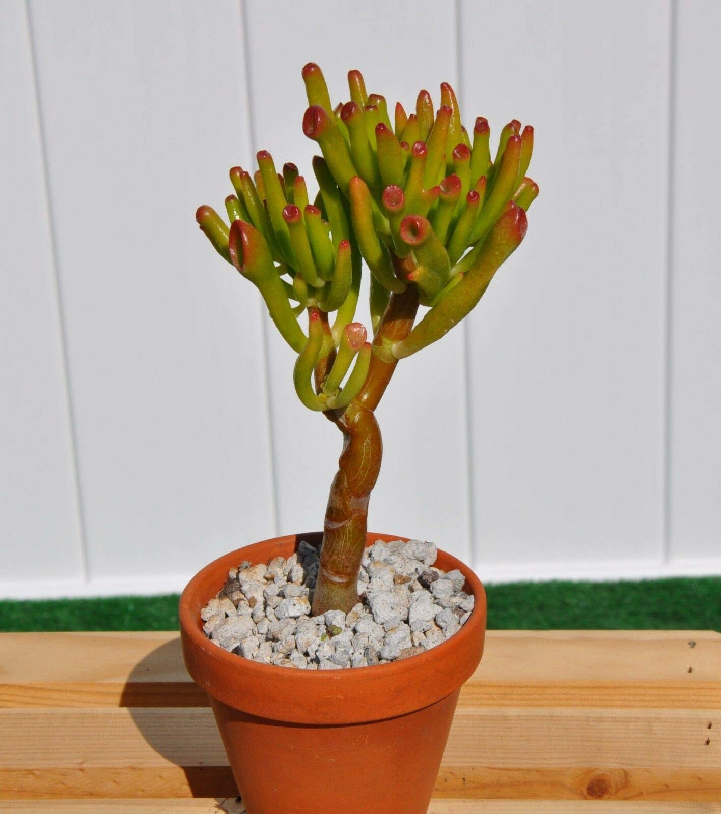 vogelkirsche bonsai Vogelkirsche - Prunus avium