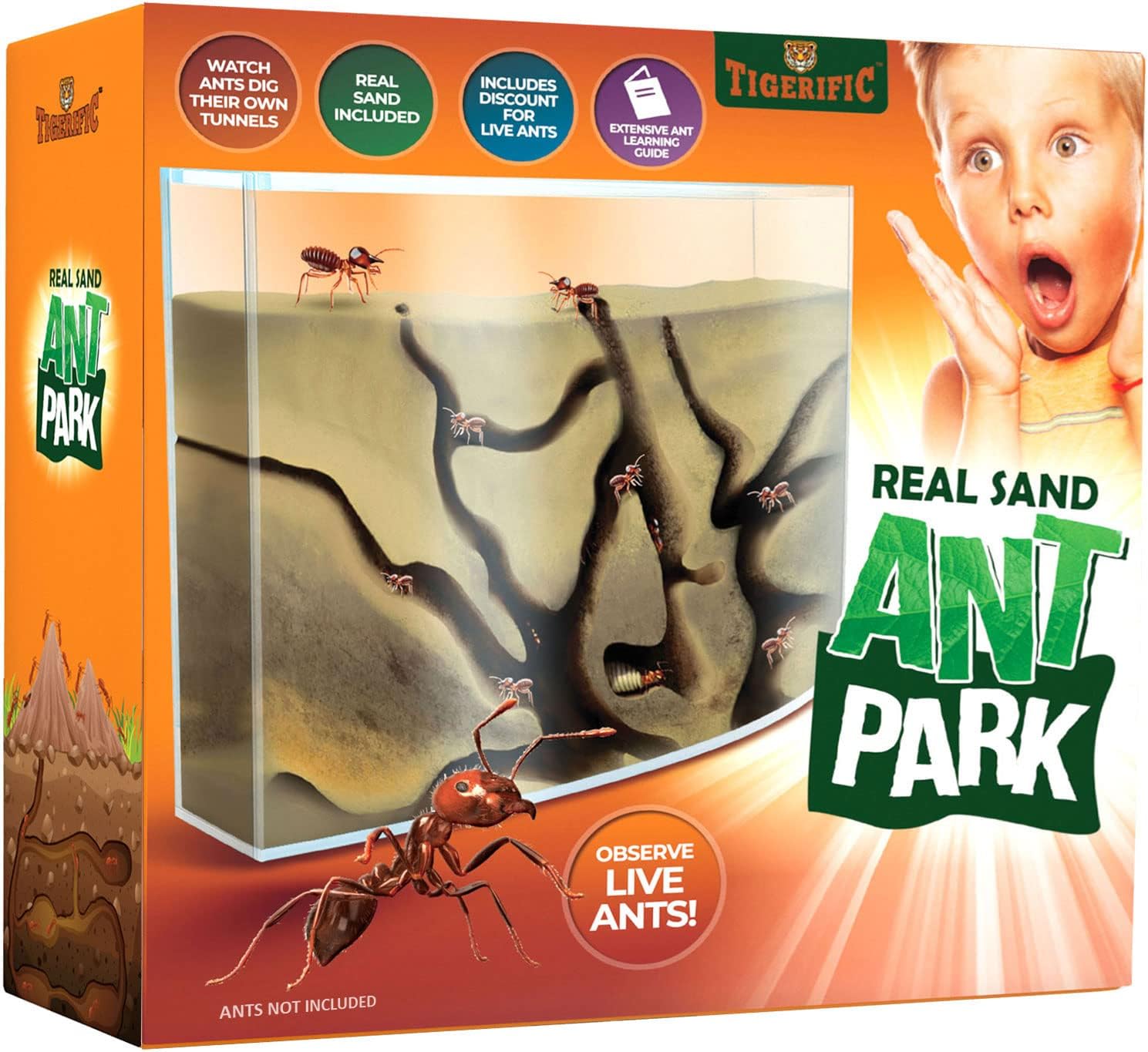 Tigerific Ant Farm for Live Ants Ant Colony for Kids. Great Science Kit for