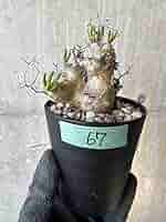 チレコドン　レティキュラータス　アナザータイプ　発根済み 現品限り】チレコドン・レティキュラータス 現地株 発根済み