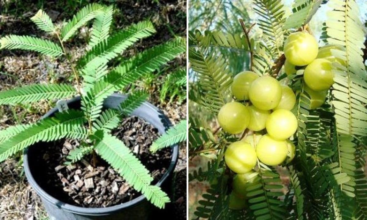 Cloud Farm Amla/Amlaki/Indian Gooseberry (Big Fruit, Grown Through Seeds) Healthy Live Plant CF_44 (B0BG9G4VR8) Amazon Price History, Amazon Price Tracker
