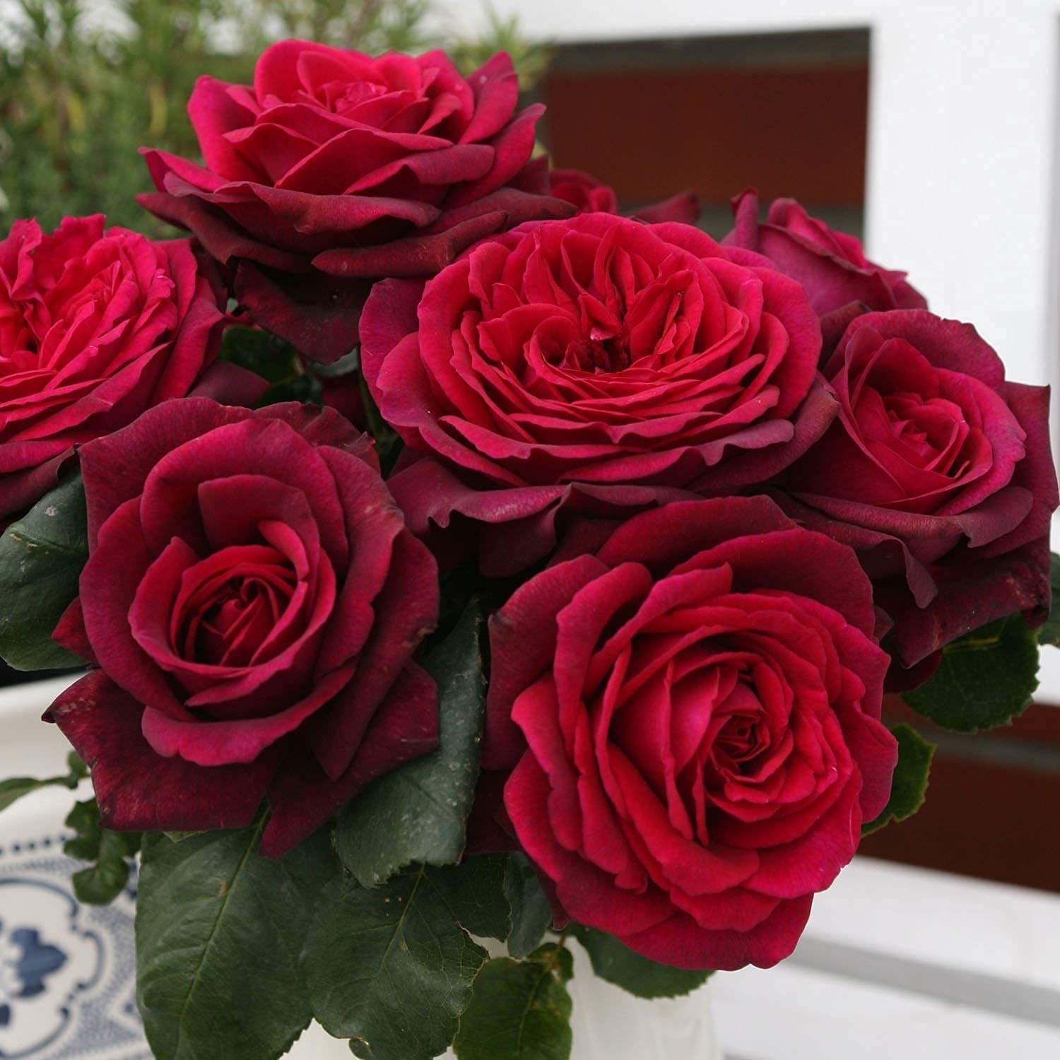 GARTEN SCHLÜTER® Stark duftende rote Edelrosen Gräfin Diana - 5 Liter
