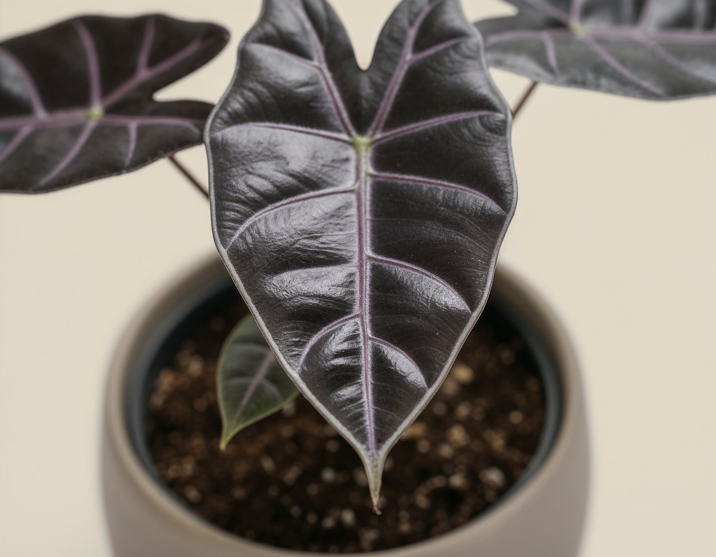 NatureHolic Zimmerpflanze Alocasia longiloba Purple Vein - exotische Blattschmuckpflanze mit violetten Blattadern – Pflegeleichte echte Pflanze für tropisches Flair