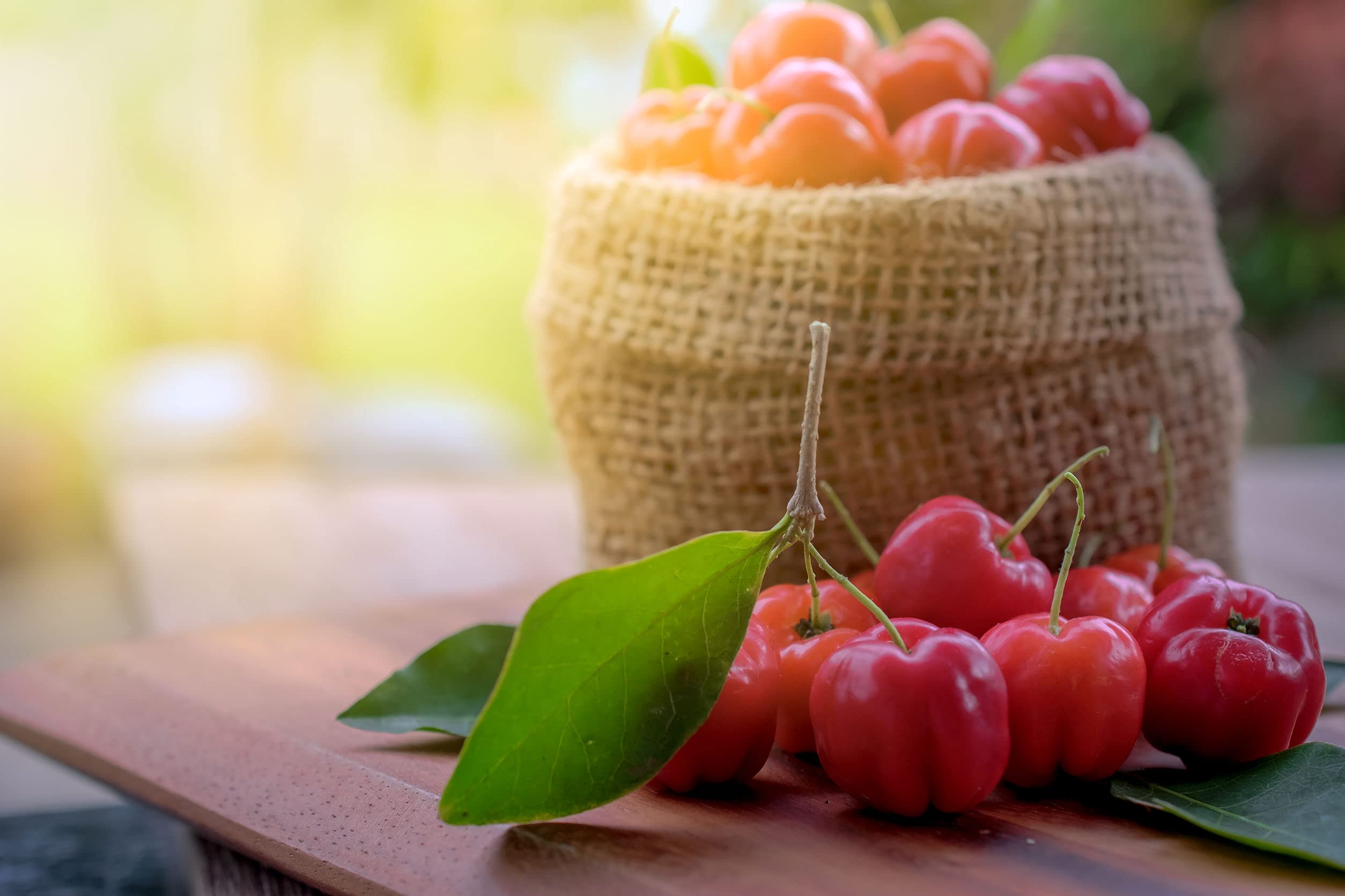 Cellavita – Bio Acerola Pulver Vita (Der Vitamin-C-Drink) 500g im Vorratsbeutel - Natürliches Acerola-Fruchtpulver – Zusatz für Getränke & Smoothies – Nahrungsergänzungsmittel zusatzstofffrei