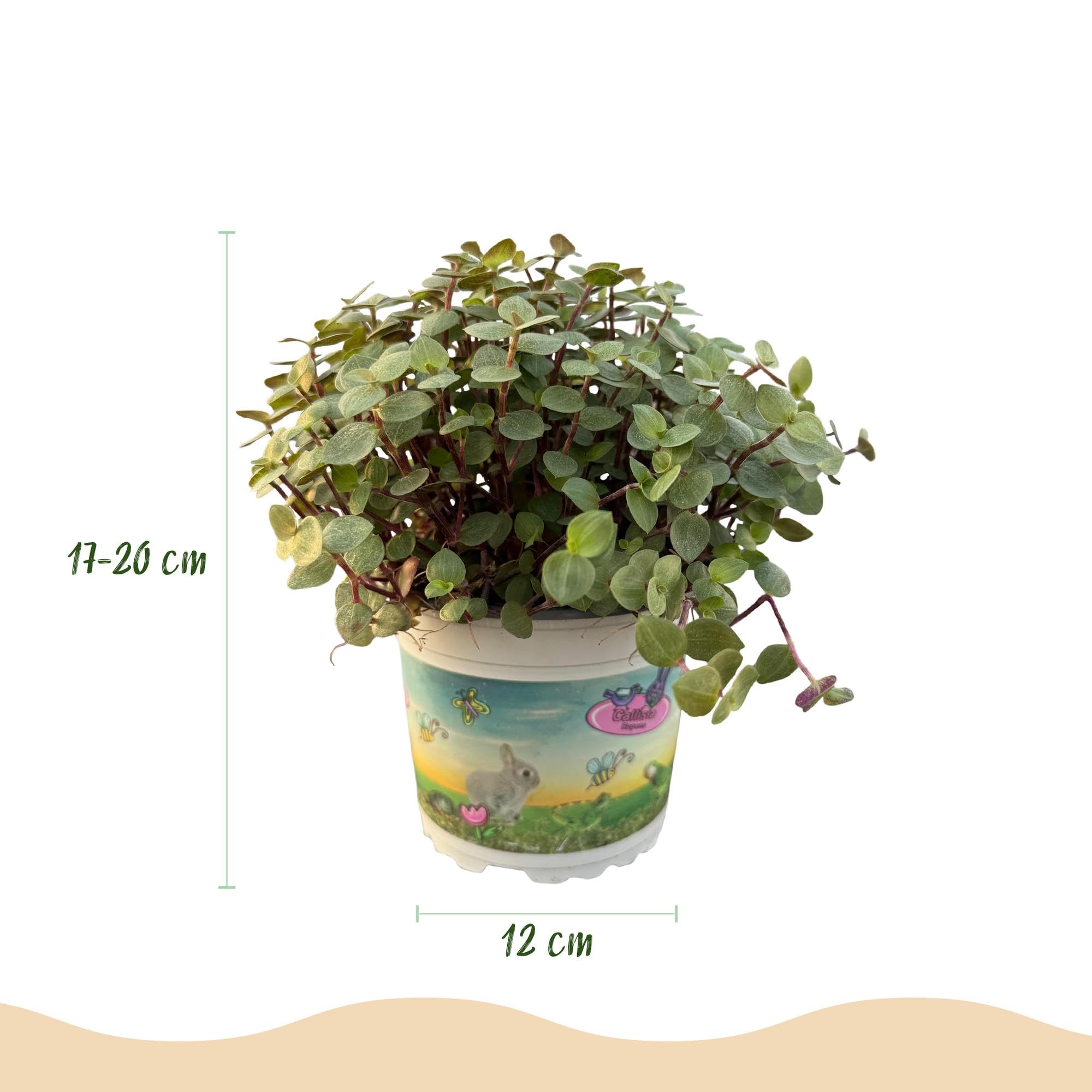 Calissia Repens Pianta da Interno, per Casa, Verde, Set da 4, Vaso 12cm