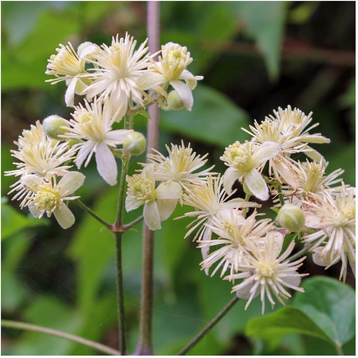 Everwilde Farms - 1 Oz Virgin's Bower Native Wildflower Seeds - Gold Vault